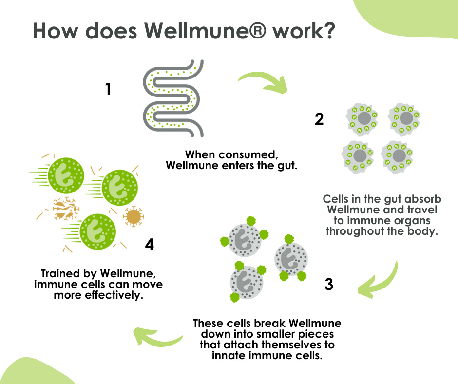 How Does Wellmune Work Wellmune